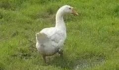 抖音网红大鹅 吃瓜网,揭秘网络红人幕后故事